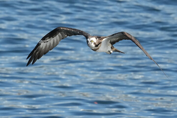 osprey is hunting a fish