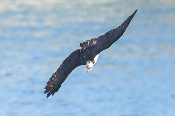 osprey is hunting a fish