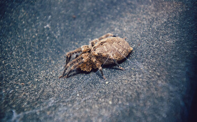 Macro image of a wolf spider with detailed markings on a textured dark surface, emphasizing its unique body shape and natural patterns