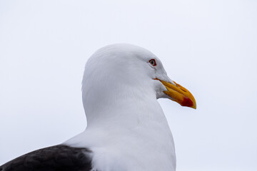 Portrait of Kelp gull (Larus dominicanus) is Antarctica. Birds in Antarctica. Close up.