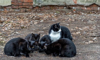 Stray black cats