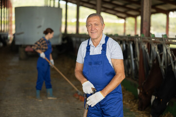 Elderly male farmer working with cows on dairy farm