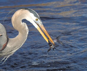 Great Blue Heron Skilled Hunter Fish Catch Paynes Prairie Florida