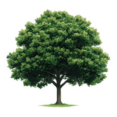 A lush, green tree with a broad canopy and sturdy trunk, showcasing vibrant leaves and a robust structure, Transparent Background.