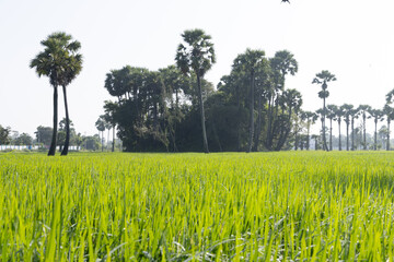 Dew on the grass in the sunny morning with beautiful soft bokeh effect. sunrise on the green grass