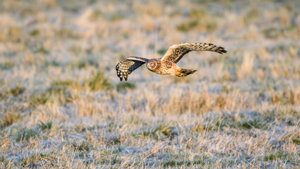 Northern harrier circus hudsonius flying over frosty meadow on winter morning
