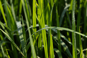 Dew on the grass in the sunny morning with beautiful soft bokeh effect. sunrise on the green grass