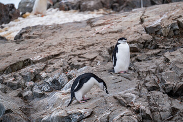 Naklejka premium Chinstrap penguin (Pygoscelis antarcticus) in Antarctica. Wild nature.