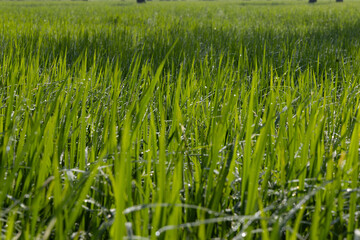 Dew on the grass in the sunny morning with beautiful soft bokeh effect. sunrise on the green grass