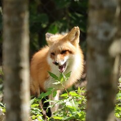 Gorgeous Moment of Peace Red Fox in Warm Homosassa Springs