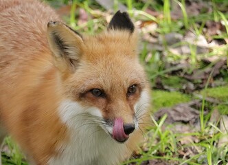Gorgeous Moment of Peace Red Fox in Warm Homosassa Springs