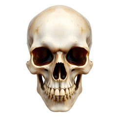 Obraz premium Close-up of a detailed human skull against a pure white background.