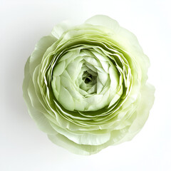 Obraz premium Close-up of a pale green ranunculus blossom. Delicate petals create a beautiful floral display.