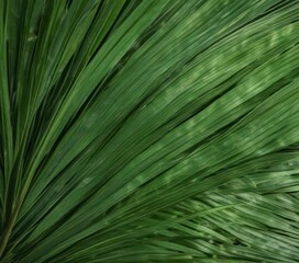 Palm leaf texture natural tropical green leaf close up, tropical leaves, ,  palm fronds