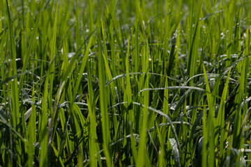 Dew on the grass in the sunny morning with beautiful soft bokeh effect. sunrise on the green grass