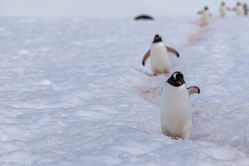 Obraz premium Gentoo penguins in Antarctica. Wild nature. Snow. South Pole.