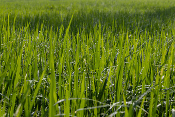 Dew on the grass in the sunny morning with beautiful soft bokeh effect. sunrise on the green grass