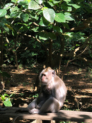 Mother Monkey with Baby in Jungle Setting