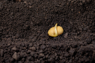 Closeup of soybean seed germination in soil of field. Agriculture, agronomy and farming concept.