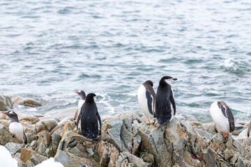 Naklejka premium Chinstrap penguin (Pygoscelis antarcticus) in Antarctica. Wild nature.