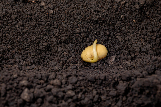 Closeup of soybean seed germination in soil of field. Agriculture, agronomy and farming concept.