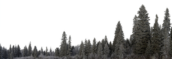 Panorama of snow covered evergreen trees and a transparent sky
