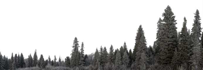 Panorama of snow covered evergreen trees and a transparent sky
