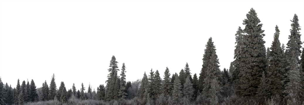 Panorama of snow covered evergreen trees and a transparent sky
