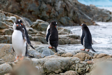Gentoo penguins in Antarctica. Wild nature. Snow. South Pole.