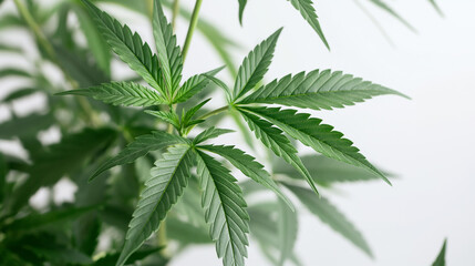 Naklejka premium Green leaves of medicinal cannabis on white background. Generative AI