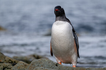 Single gentoo penguin. Penguins in Antarctica.