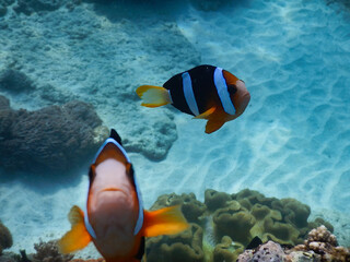 A Beautiful Array of Colorful Clownfish Gracefully Swimming in Gorgeous Clear Ocean Water