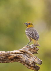 Female Bullock's Oriole in Southern Arizona