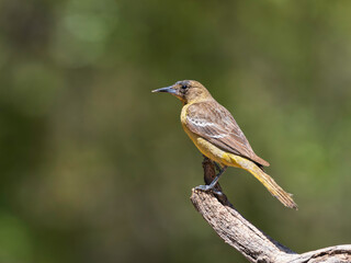 Scott's Oriole Female in Southern Arizona