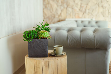 Succulent and Cactus Plant Arrangement in Minimalist Rectangular Pot