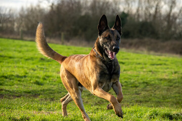 Young male black and tan Belgian Malinois cross Dutch Herder shepherd dog at 24 months old dog runs off leash tail and ears up in green English meadow Milton Keynes Buckinghamshire England UK