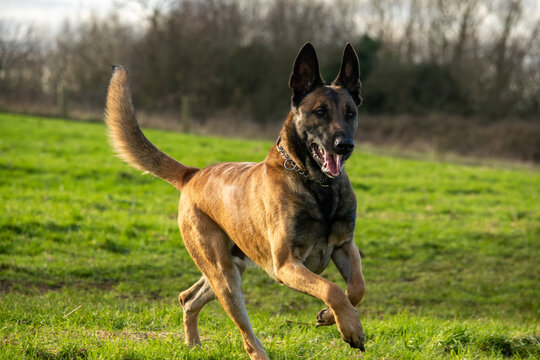 Young male black and tan Belgian Malinois cross Dutch Herder shepherd dog at 24 months old dog runs off leash tail and ears up in green English meadow Milton Keynes Buckinghamshire England UK