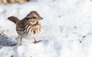 Closeup of an song sparrow in the snow in winter.