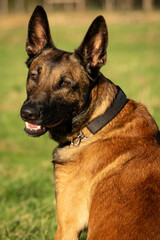 Natural daylight portrait of young adult black and tan Belgian Malinois Dutch Herder Shepherd dog sits looking back over shoulder at camera making eye contact with ears up on a sunny day