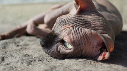 Naklejka premium Gato Sphynx no Sol