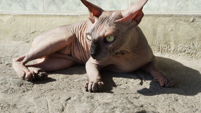 Sphynx ao Sol