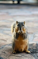 Squirrel munching on food in a cozy outdoor setting during daylight