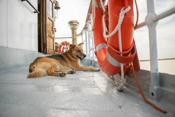 dog on coast guard boat resting in shade
