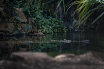 Crocodile swimming in water indoors.
