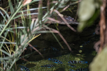 Crocodile swimming in water indoors.
