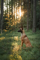 A Belgian Malinois stands tall in a sunlit forest clearing. The natural beauty and warm lighting emphasize the dog alert presence.