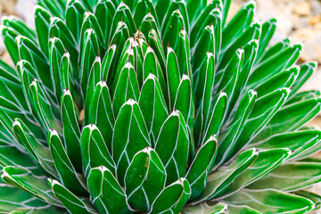  Agave Texture.Close-Up of Agave Plant Foliage.Green Succulent background.Queen Victoria...