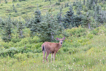 Black Tailed Deer in a meadow near Paradise in Mount Rainer National Park.