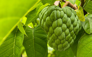 Exotic tropical fruit Custard apple or Sugar apples or sweetsops (Annona Squamosa), In Indonesia called Srikaya fruit.