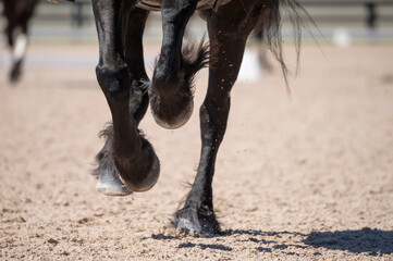 Close up Friesian horse hooves gallop on show arena surface